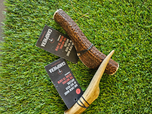Red Deer Antler